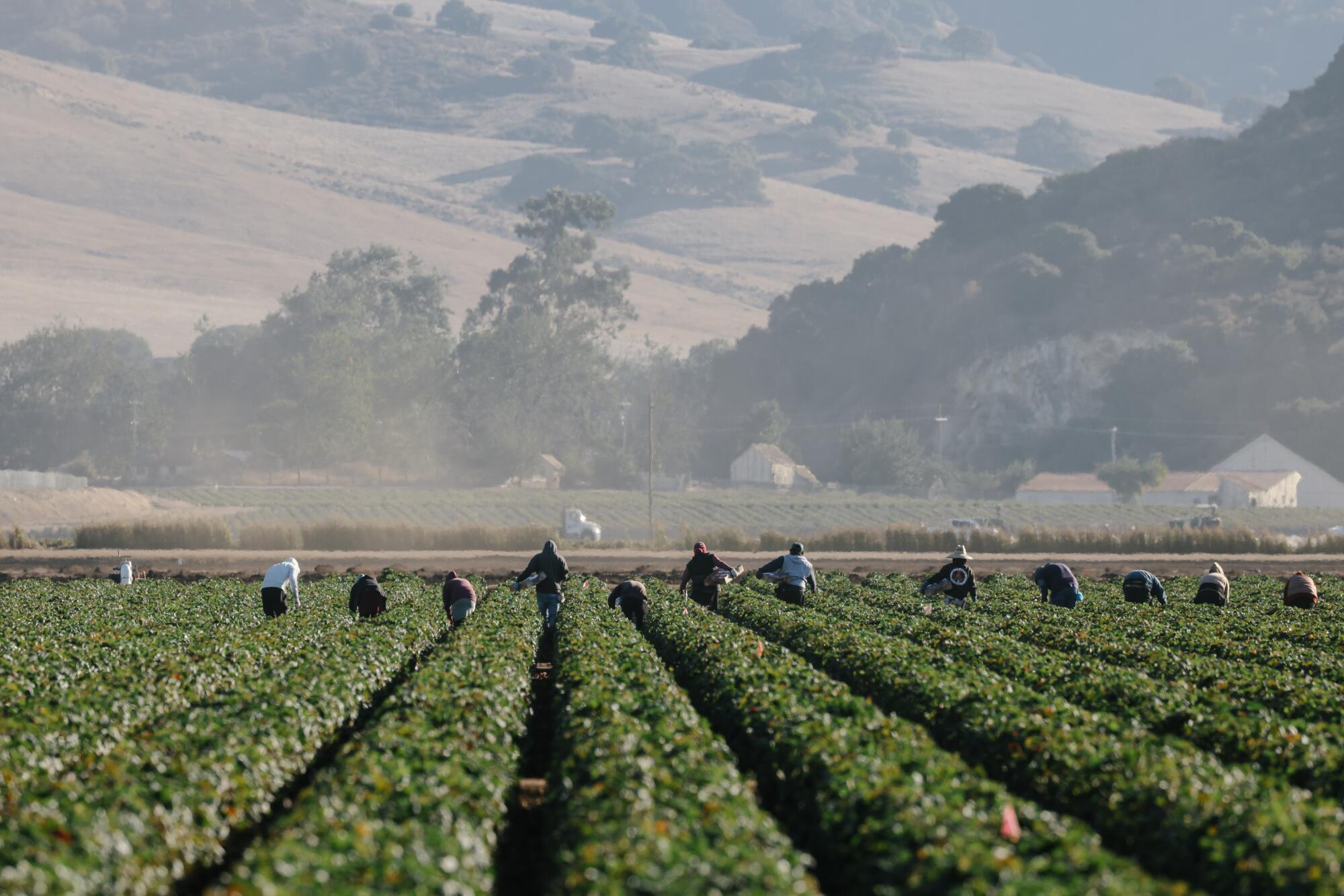 A view of workers among rows of green crops under cloudy skies 