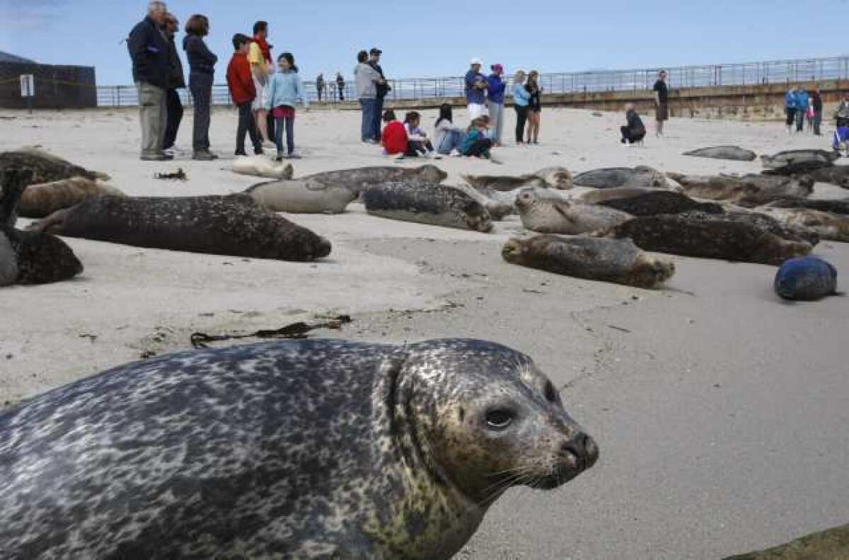 Visitors and harbor seals get a close look at each other at Children's Pool beach in La Jolla.