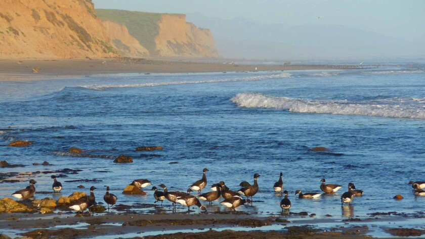Hollister Ranch residents have argued for years that their efforts are all aimed at ecological stewardship of precious coastline. They say this despite a long tradition of driving their vehicles on the beach.