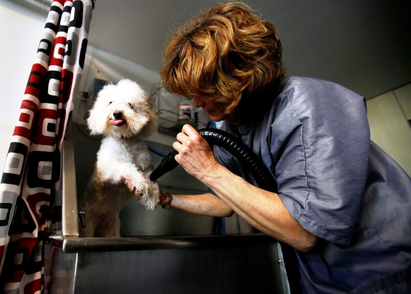 Pet groomers can reopen their businesses, according to San Diego County officials.