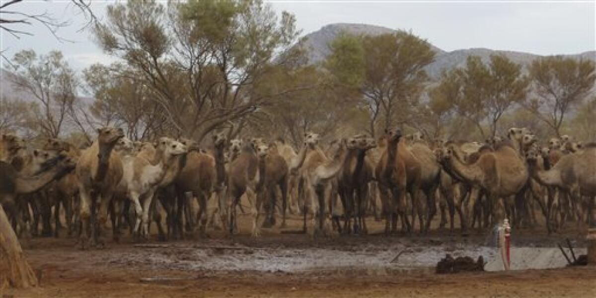 In this undated photo released by the Northern Territory government, camels are seen crowded around a drinking trough in MacDonnell Shire of the Northern Territory, Australia. State authorities announced Wednesday, Nov. 25, 2009, they plan to corral about 6,000 wild camels with helicopters and gun them down after they overran a small town in Australia's Outback in search of water, trampling fences, smashing tanks and contaminating supplies. (AP Photo)