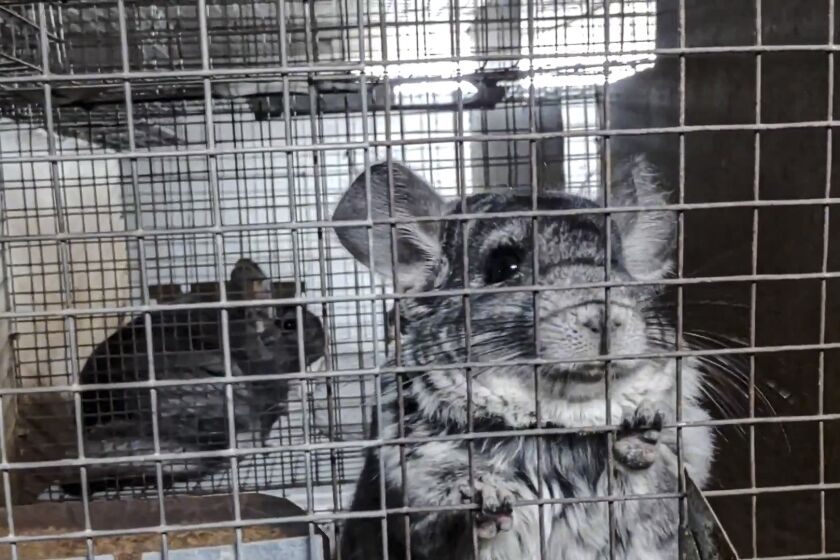 In this undated 2021 photo provided by Humane Society International/Europe, chinchillas inside cages where they are bred for fur at an undisclosed location in Romania. An animal welfare charity says an undercover investigation has uncovered cruel and allegedly illegal practices in Romania's chinchilla fur farms. Humane Society International has now appealed to Romania's prime minister to “stop this atrocious suffering in the name of fashion” and completely ban fur farming in the Eastern European country. (Humane Society International/Europe via AP)