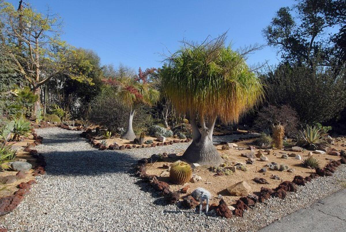 Dominguez Rancho Adobe's stunning cactus garden maintained by members of the Long Beach Cactus Club.