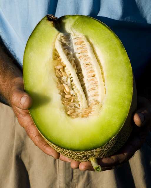 Melon harvest