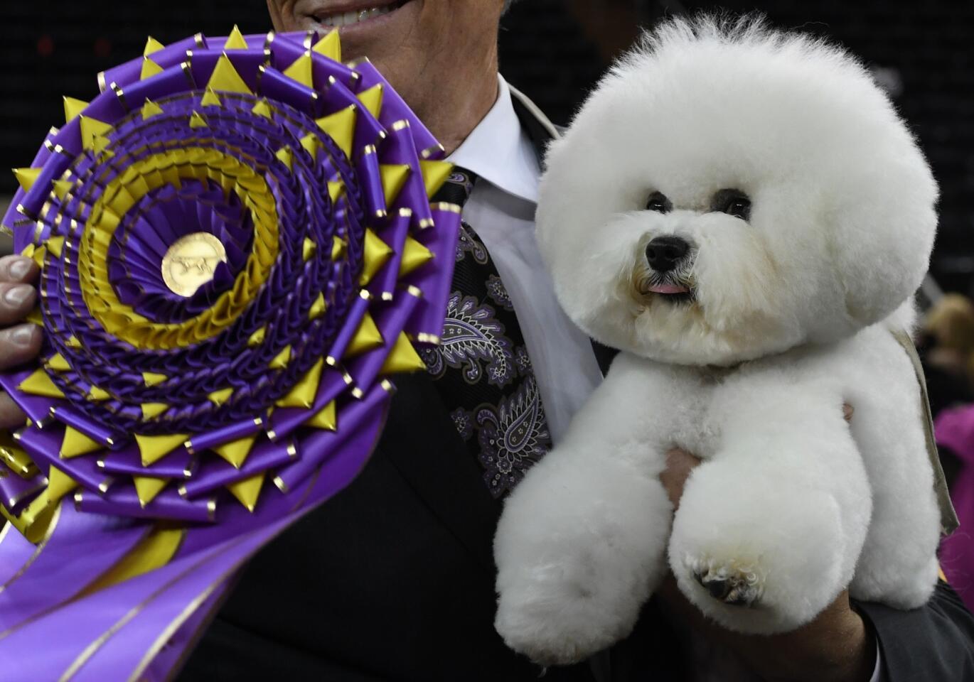 Flynn the bichon frise, with handler Bill McFadden, poses after winning Best in Show at the Westminster Kennel Club 142nd Annual Dog Show on Feb. 13, 2018, at Madison Square Garden in New York.