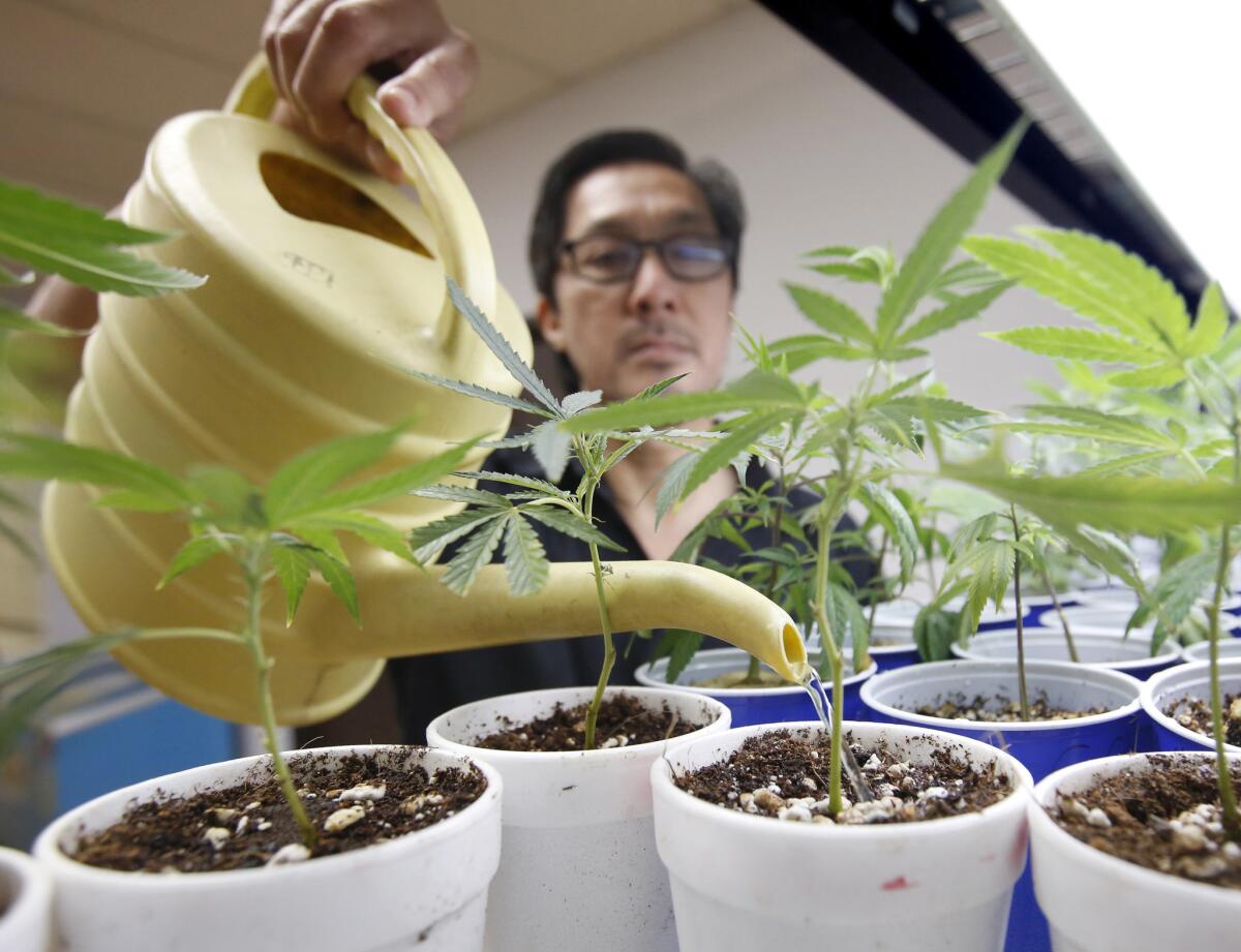 Canna Care employee Joe Hough waters young marijuana plants at the medical marijuana dispensary in Sacramento.