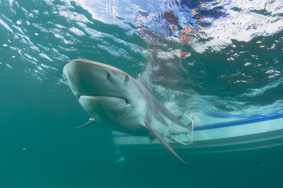El riesgo de un ataque de tiburón siguó siendo extremadamente bajo en 2021
