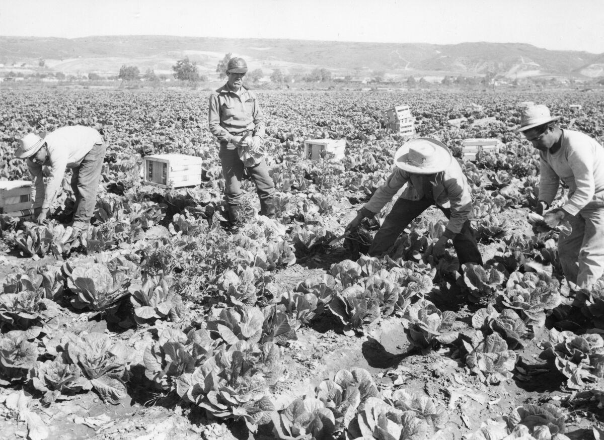 These four workers cut  romaine lettuce  in the Tijuana River Valley in 1956. 