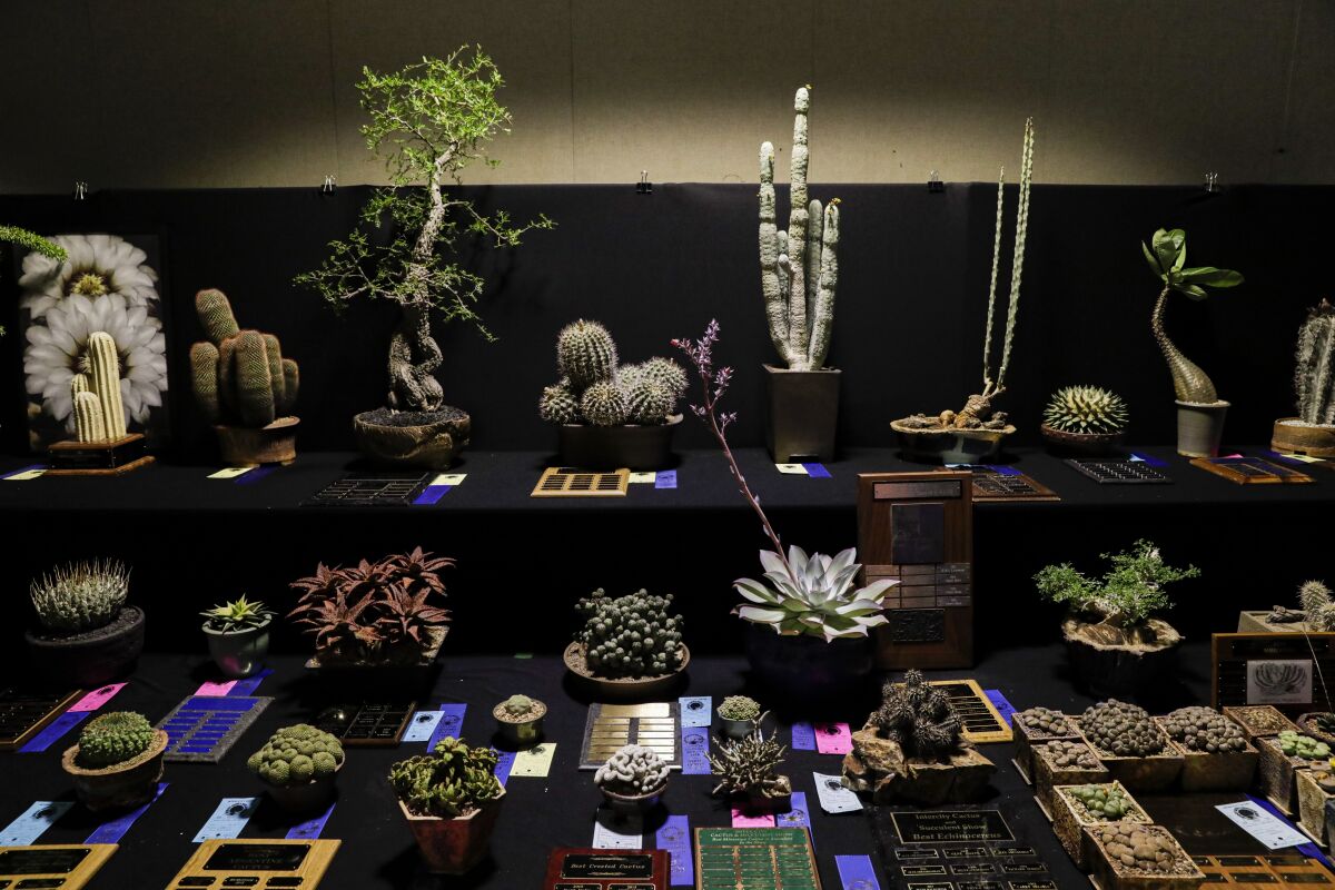 Inter-city Cactus & Succulent Show & Sale