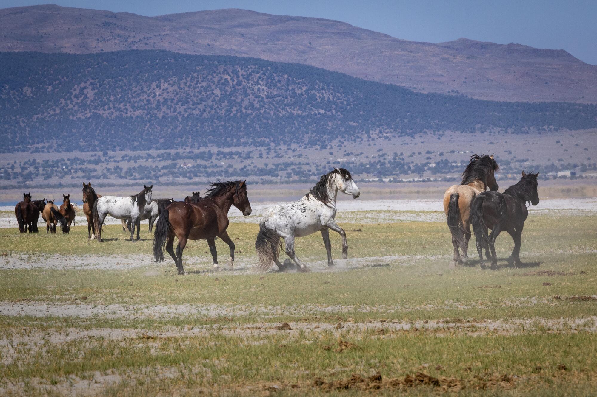 Horses with mountains in the background
