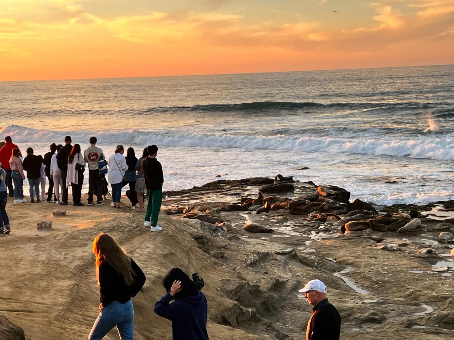 Boomer, Point La Jolla Beaches To Close Year-Round For Sea Lions