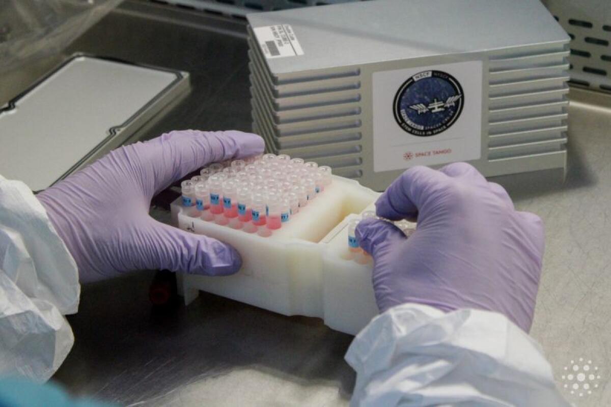Tubes containing neural organoids being loaded into a rack in preparation for placement in Cube Lab.
