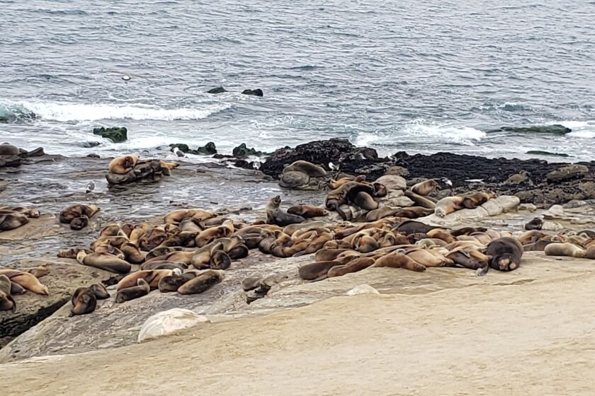 Sea lions rest at Point La Jolla.