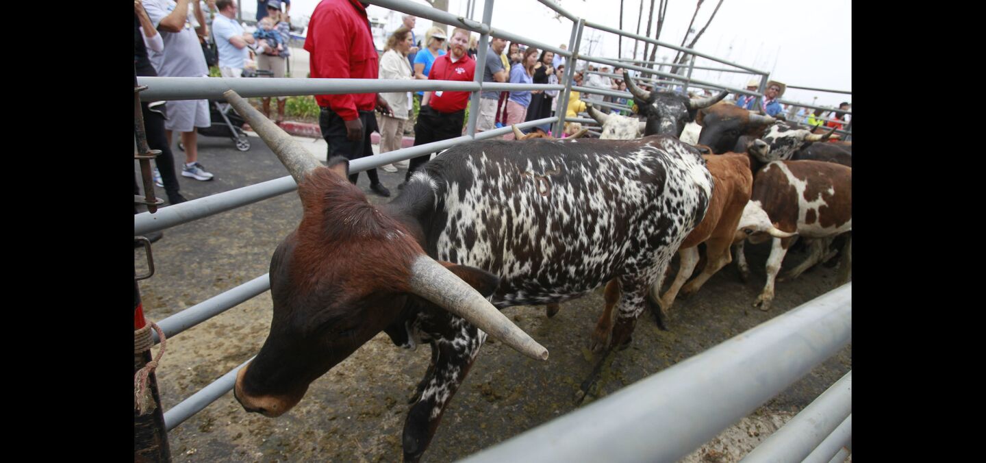 Cattle, that were in a cattle drive to promote the San Diego County Fair, run toward a ramp leading to a cattle truck.