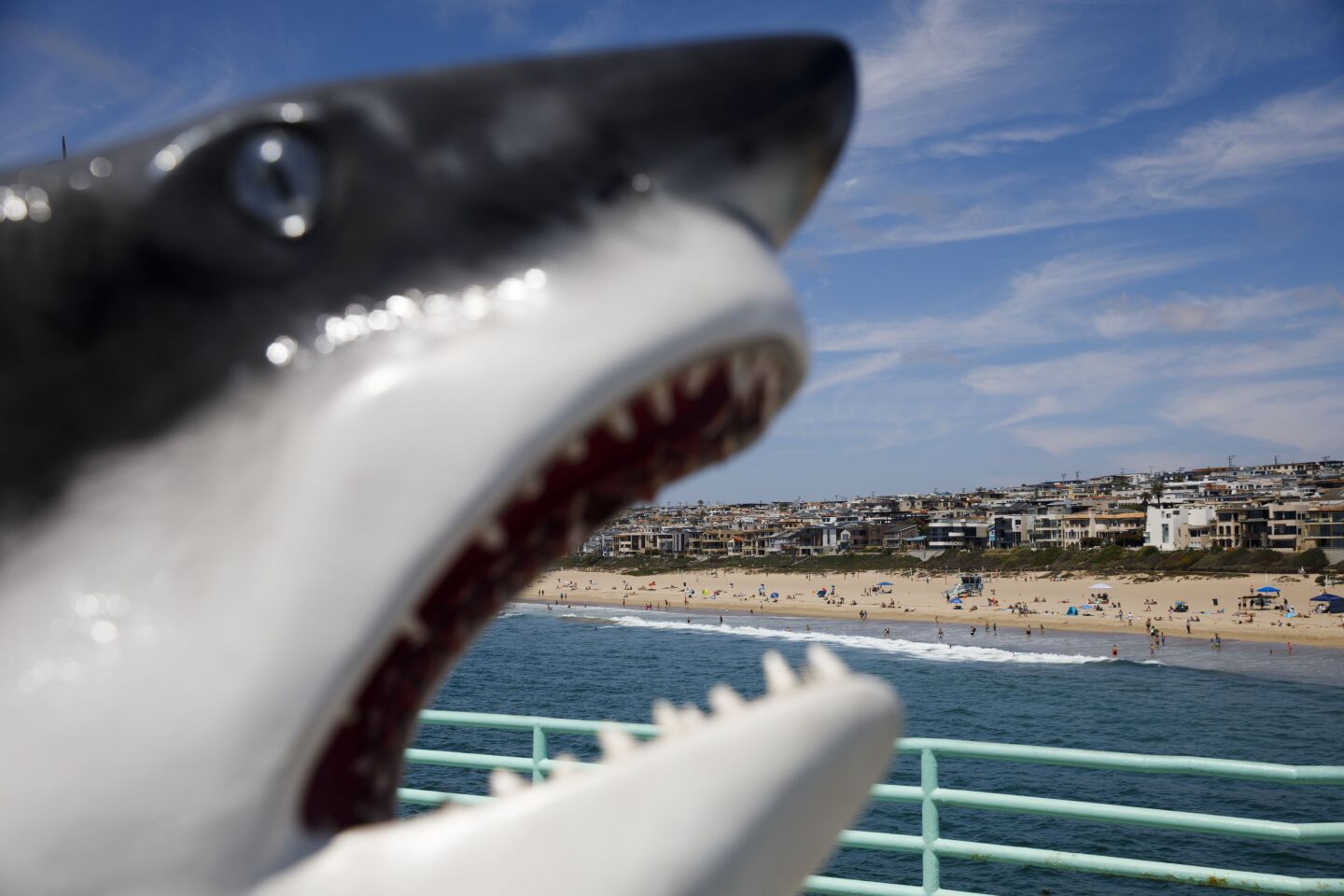 A model of a Great White Shark (Carcharodon carcharias) frames homes on The Strand from the Roundhouse Aquarium on the Manhattan Beach Pier on Sunday, August 18, 2019 in Manhattan Beach, CA. (Patrick T. Fallon/ For The Los Angeles Times)