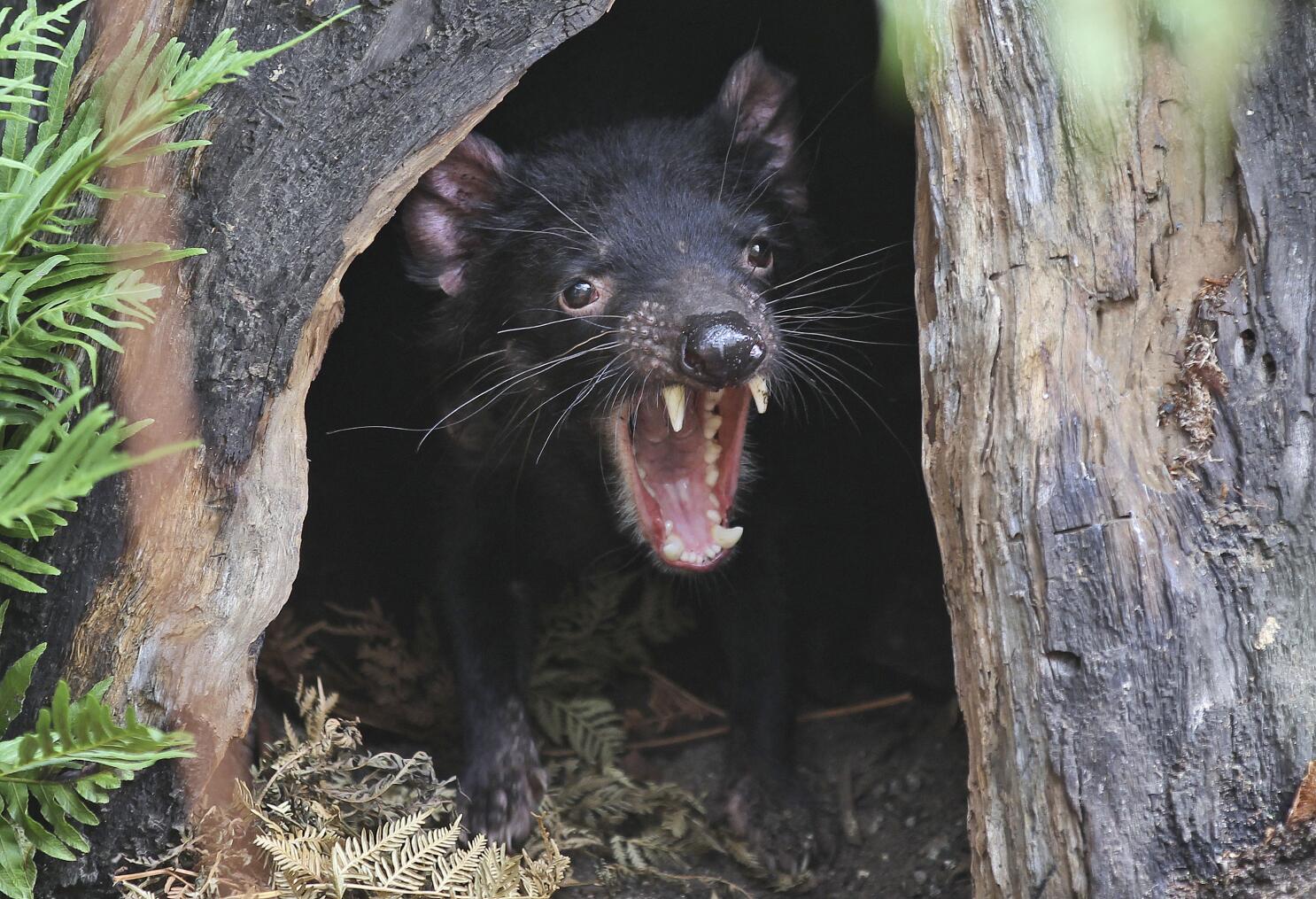 The Big Tasmanian Devil - All You Need to Know BEFORE You Go (with Photos)