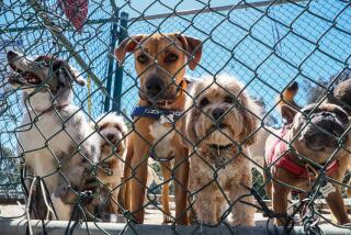 Brentwood, CA, Monday, April 1, 2024 - Dogs wait to exit Veterans Barrington Park. (Robert Gauthier/Los Angeles Times)
