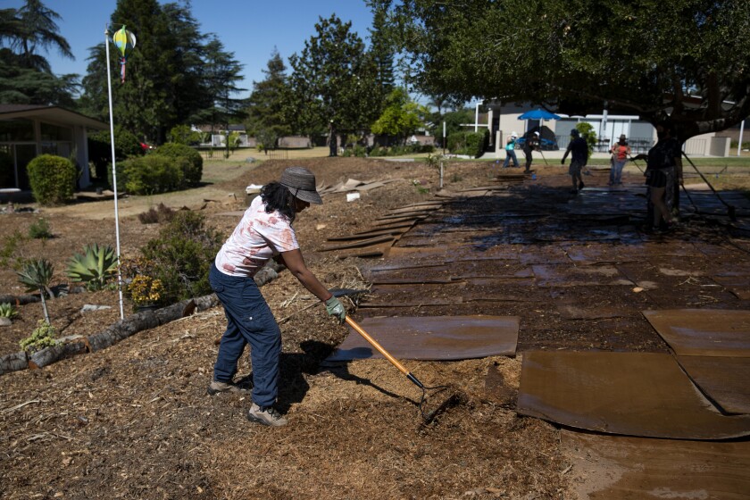 Volunteer Ansu John spreads mulch across wet cardboard during a sheet mulching workshop.