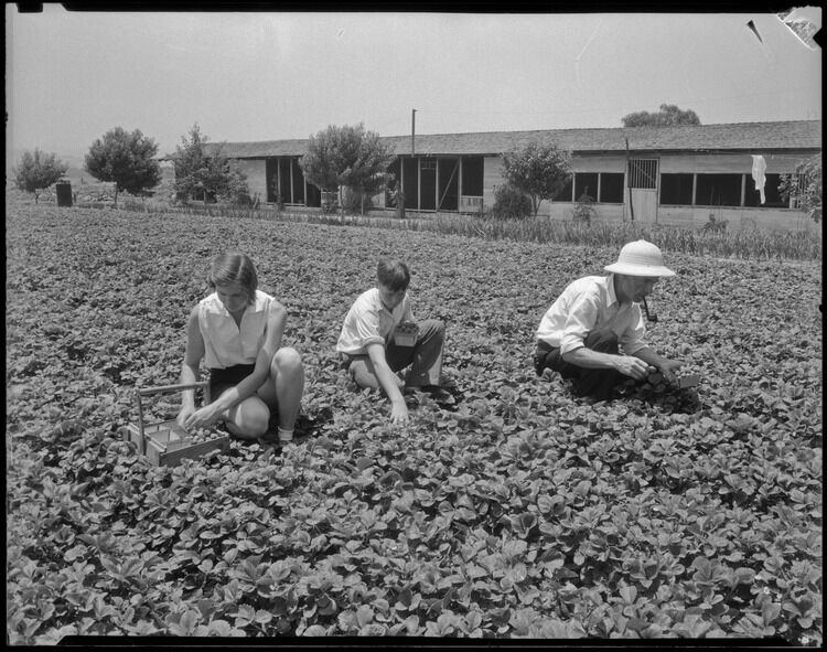 A family picks strawberries on their San Fernando Valley farm in 1935.
