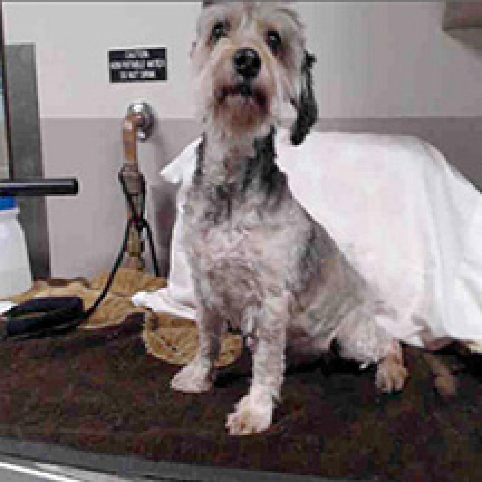 A dog with a curly white coat, black markings and one ear sitting and looking into the camera