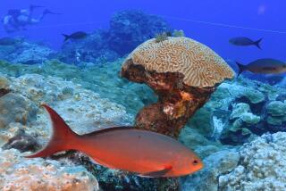 Fish swim around brain coral deep below ocean at the Flower Garden Banks National Marine Sanctuary in the Gulf of Mexico Saturday, Sept. 16, 2023. Sheltered in a deep, cool habitat far from shore, the reefs in the Flower Garden Banks boast a stunning amount of coral coverage. (AP Photo/LM Otero)