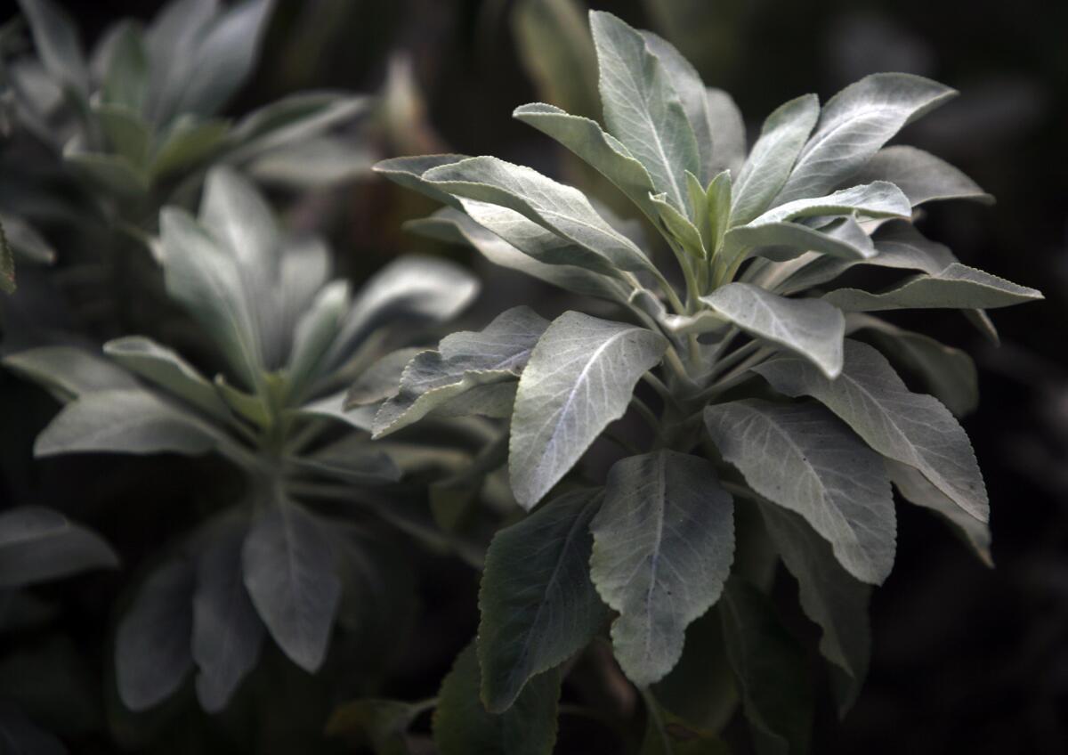The silver green leaves of white sage