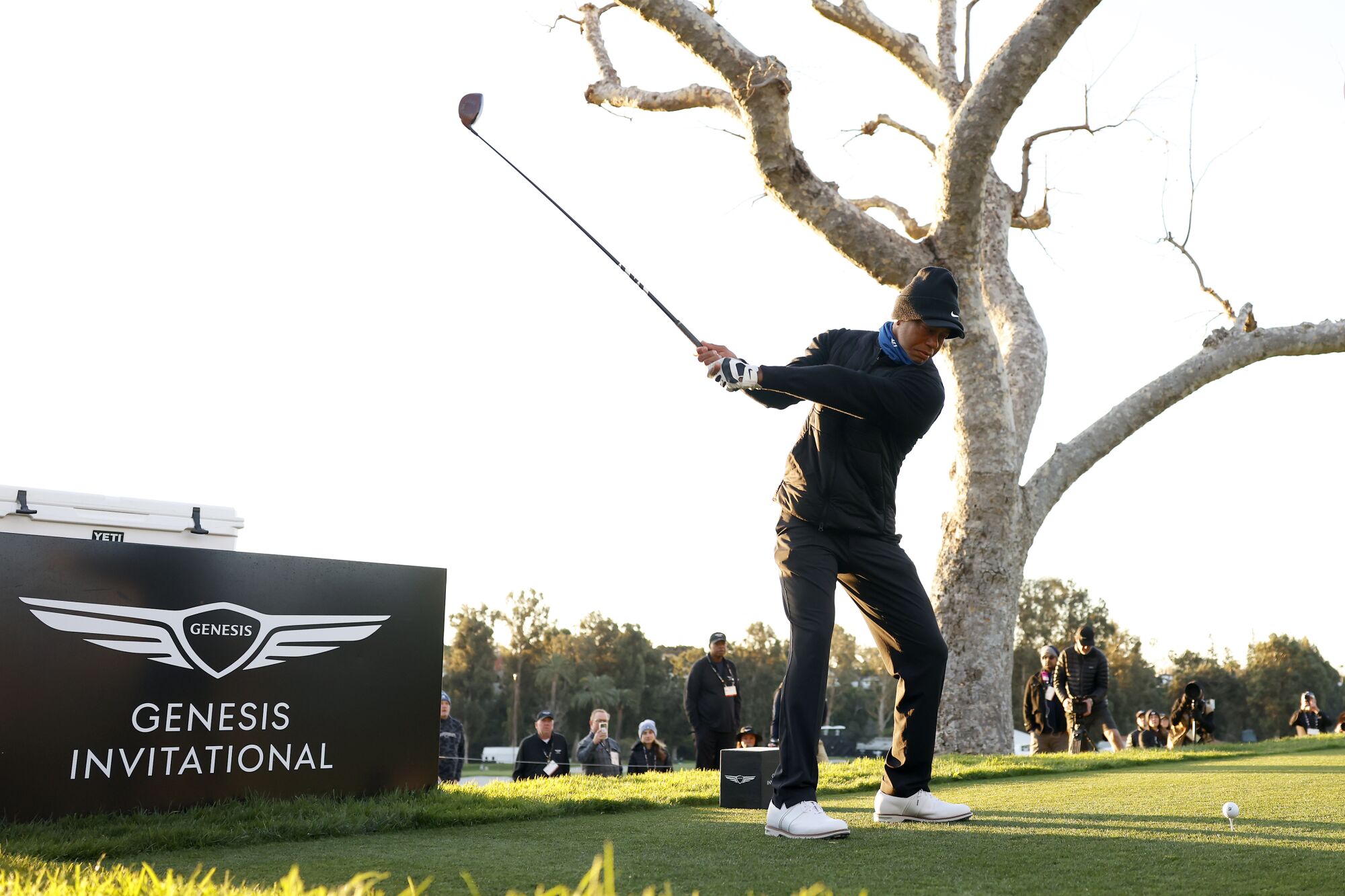 Tiger Woods tees off next to a tree and a Genesis Invitational sign