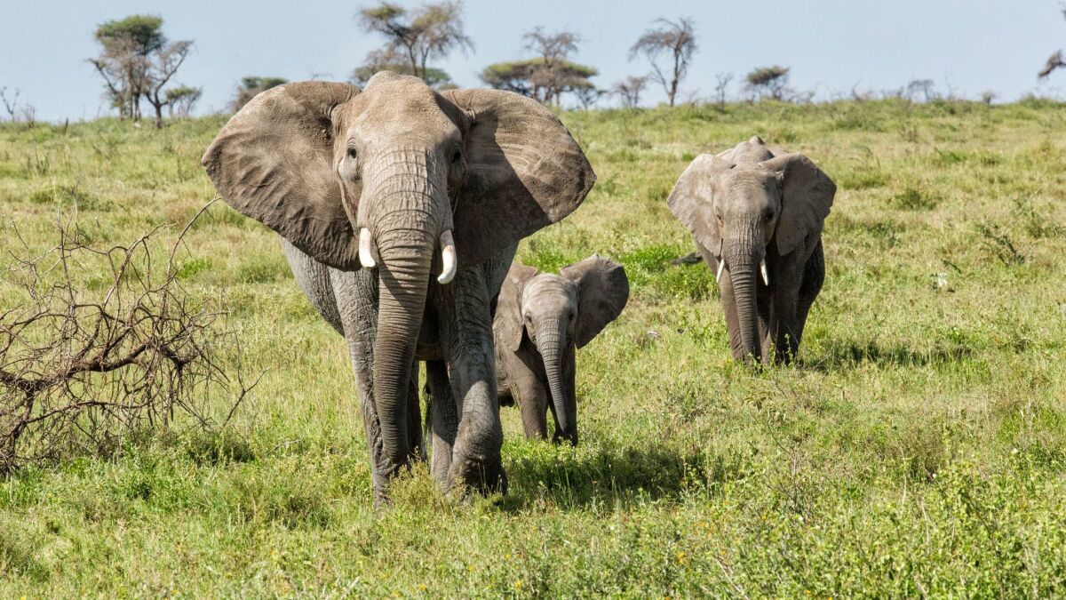 This 2015 file photo shows elephants on the Serengeti, in Tanzania.