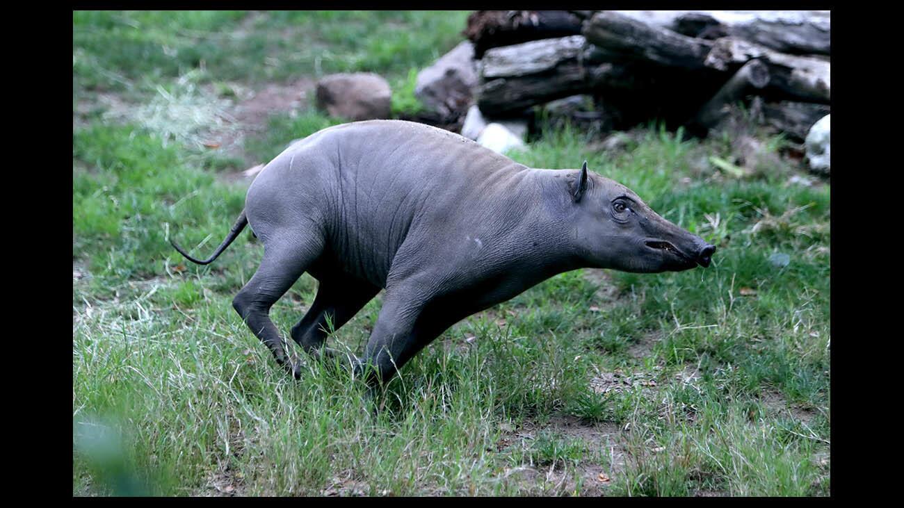 Los Angeles Zoo is celebrating the Lunar Year of the Pig by displaying different species of pigs native to countries around the world, like the babirusa, which translates to "pig deer," native to swamps in the rain forests of Indonesia, running around on Wednesday, Jan. 30, 2019. The zoo also has the Vietnamese pot-bellied pigs, Visayan warty pigs, found on two islands in the central Philippines, and from across west and central Africa, red river hogs.