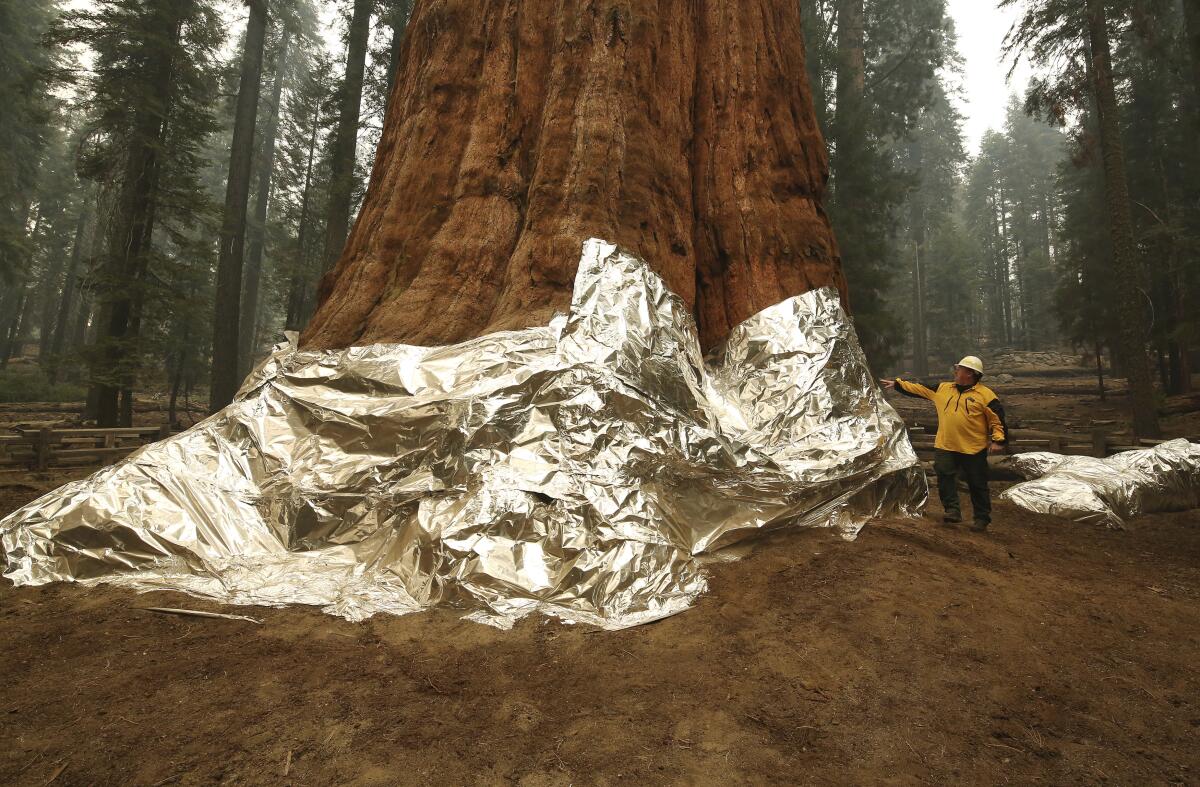 A man points toward aluminum wrap around the base of a giant sequoia