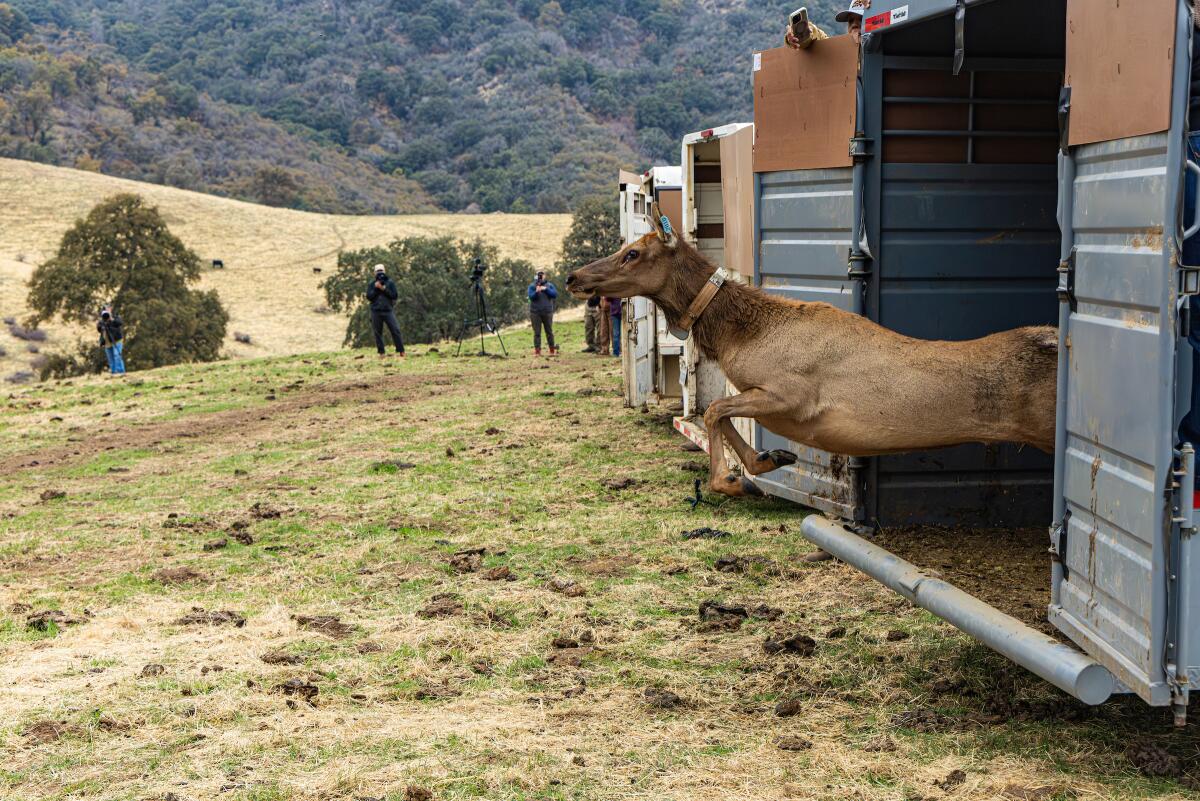 How Do Elk Mark Territory? Fascinating Behaviors Explained