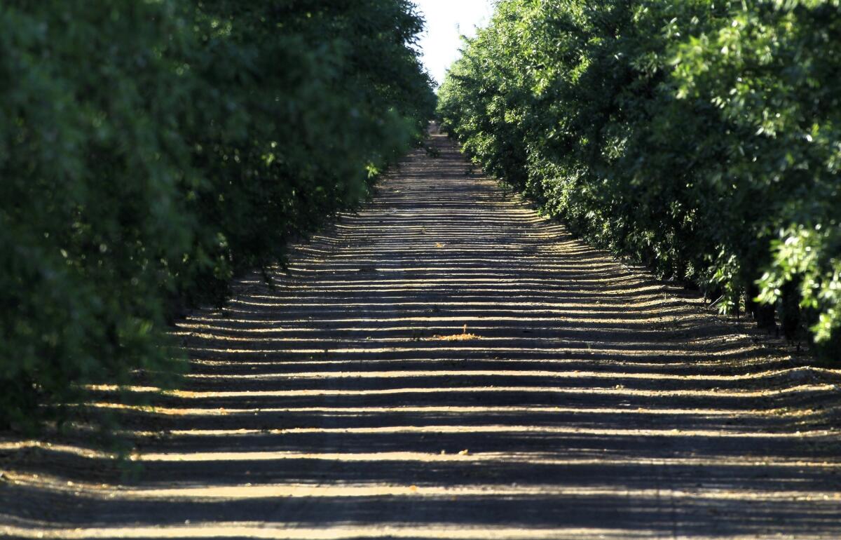 Sunlight seeps through an almond grove in the Westlands Water District in 2014. Plantings of nut trees in Westlands climbed even during California’s brutal recent drought.