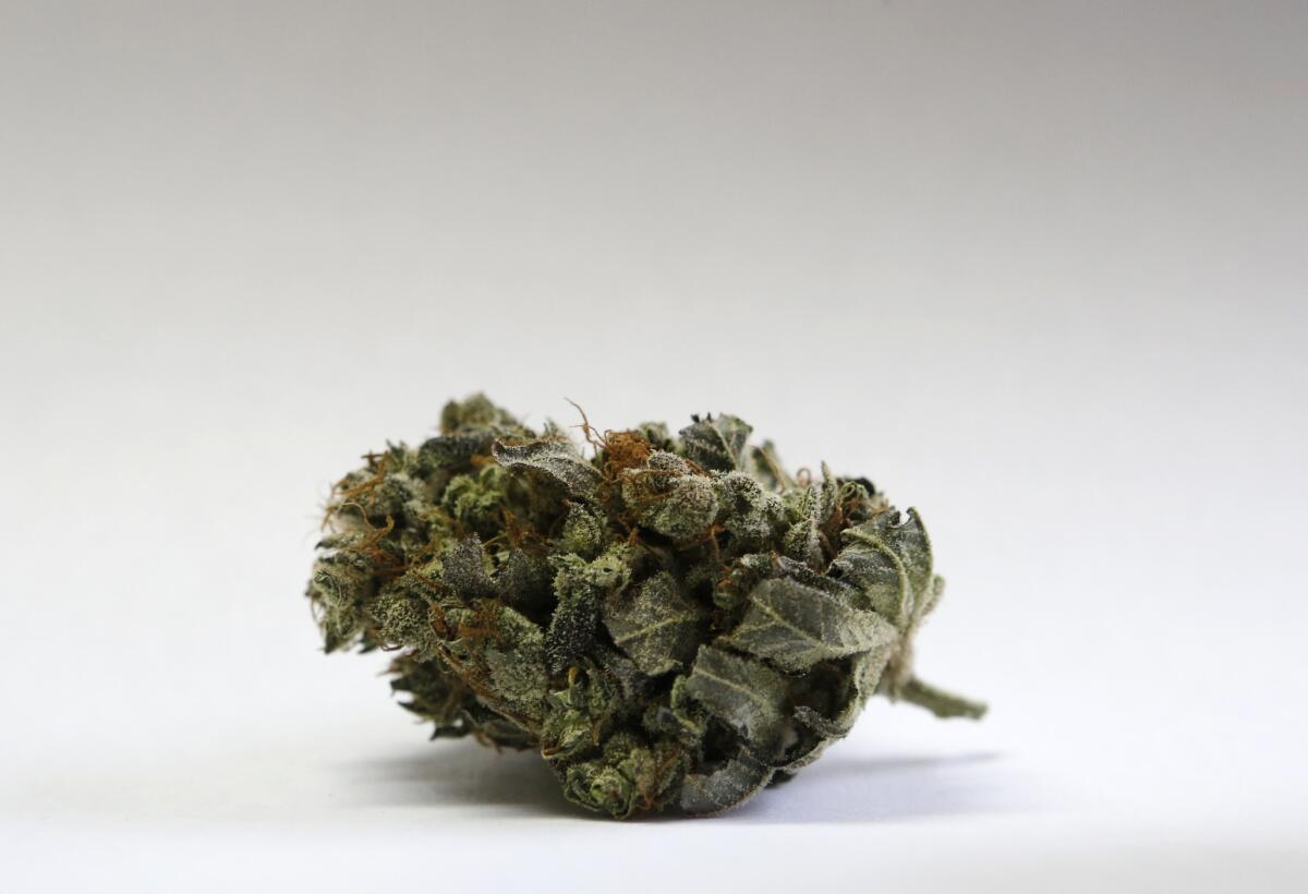The city of Costa Mesa will consider placing its own medical marijuana initiative on the November ballot.