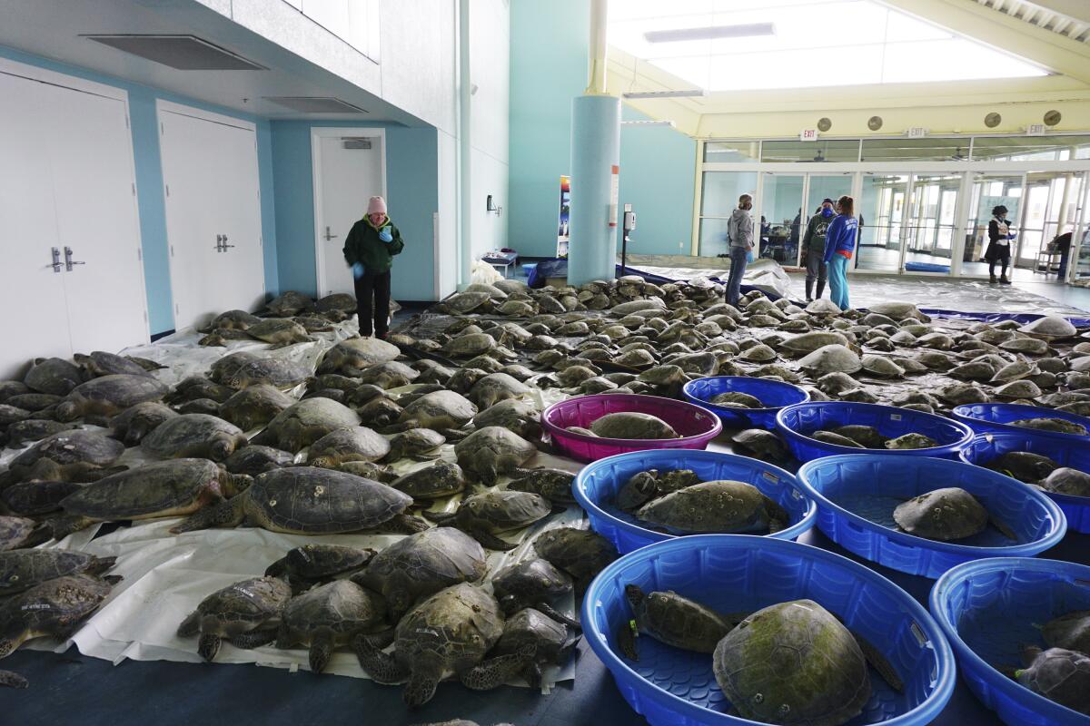 Rescatan a miles de tortugas aturdidas por el frío en Texas