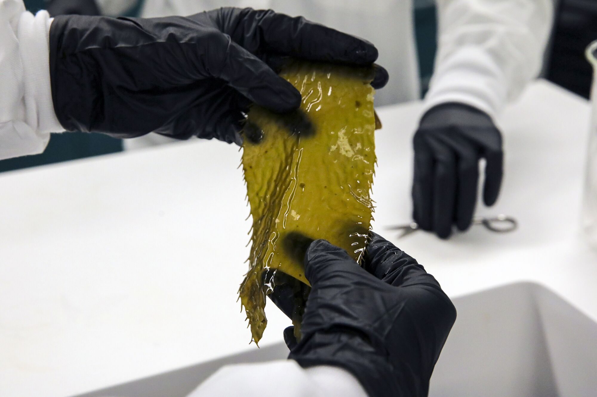 A piece of giant kelp is prepared for study in UC Irvine lab.