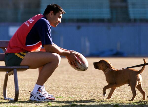 Rugby dog