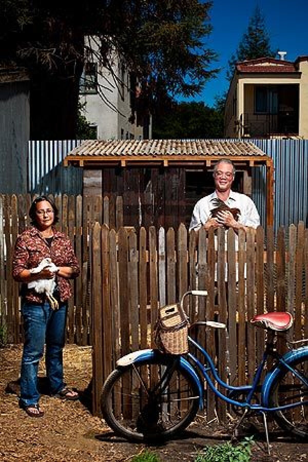 Architects Catherine Chang and Chris Andrews pose for a portrait in front of the chicken coop they designed for Pizzaiolo restaurant in Oakland. The chickens, all exotic breeds, lay eggs that are later served to patrons. "It's one of the best things I've ever done," Andrews said. "It's almost too much fun ... we feel a little guilty."