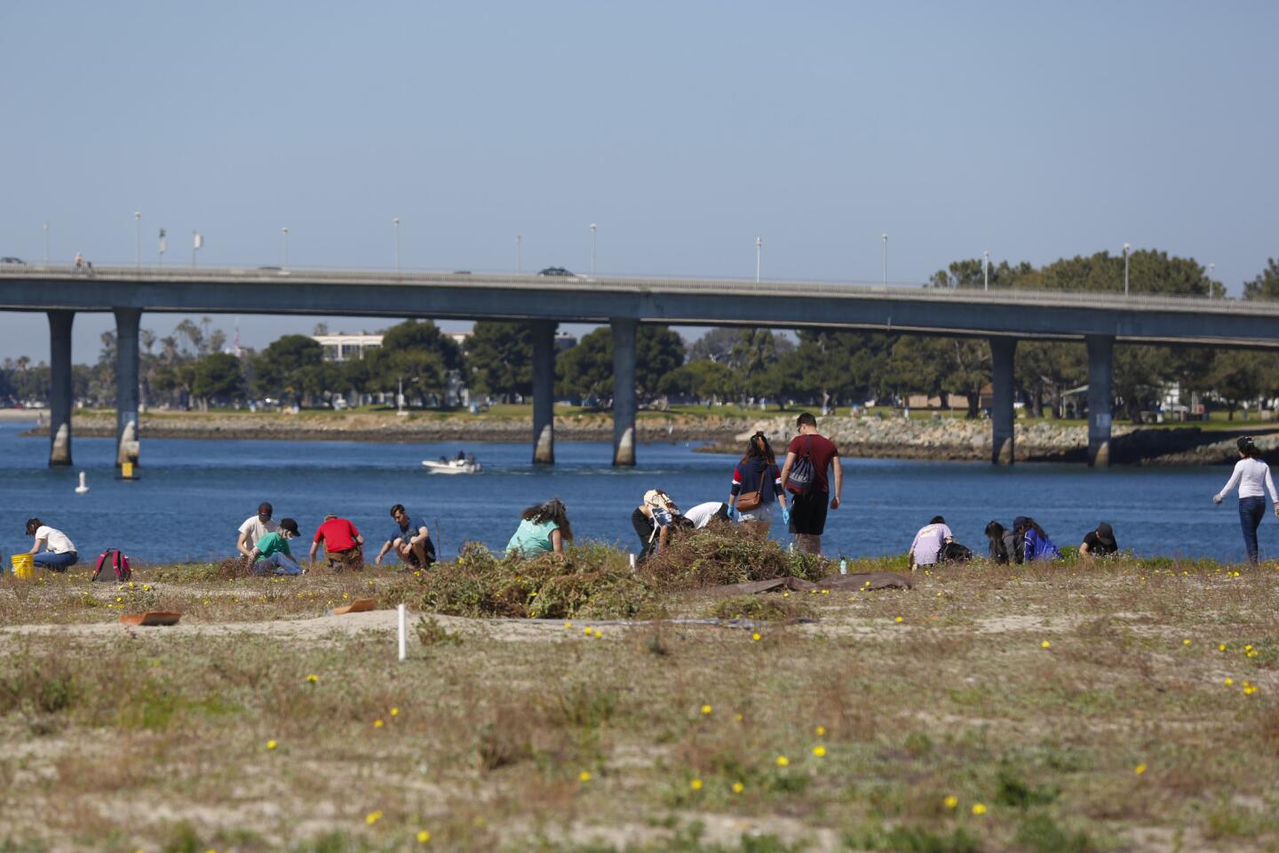 Volunteers help the California Least Tern