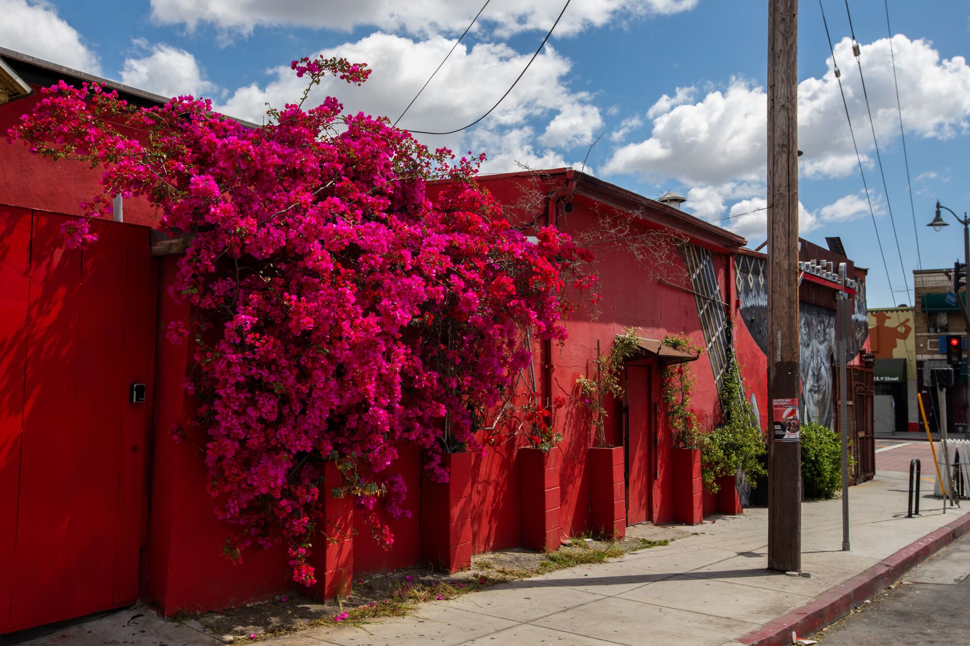 Magenta bougainvillea clusters hang down a red wall 