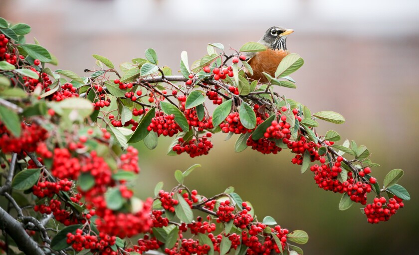 An American robin feeds on the red berries of the toyon bush, found widely across western California.