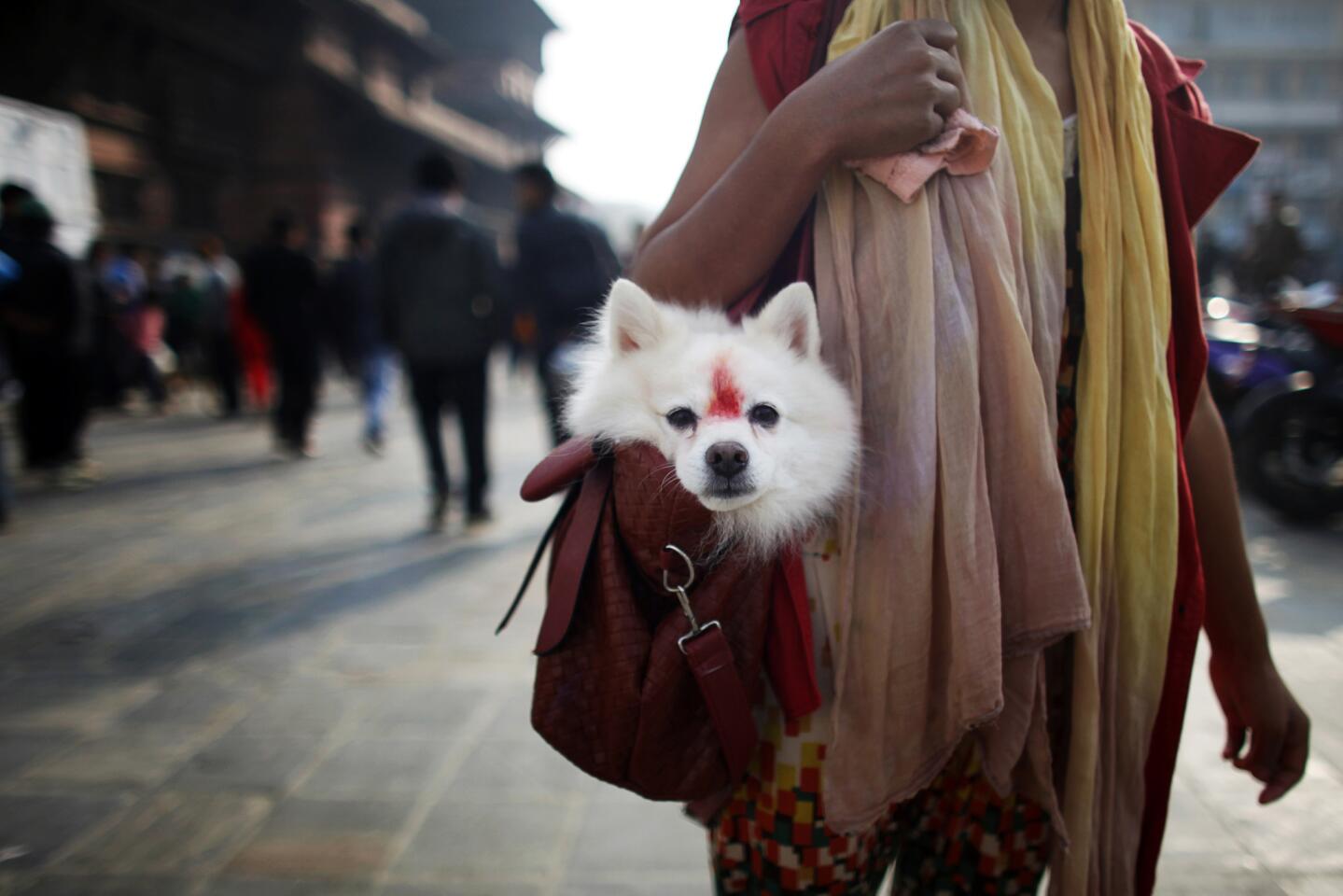 Tihar festival dog