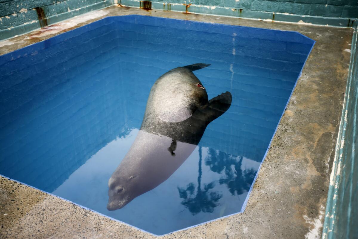 A giant sea lion nicknamed Bubba swims in a recovery pool at SeaWorld San Diego's animal rescue center May 27 after being impaled by a harpoon-like blade. Bubba later died of his injuries.