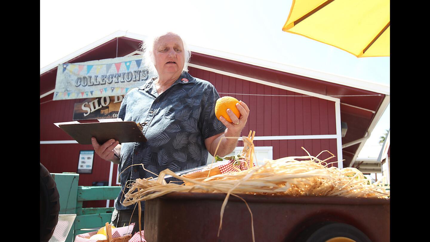 Lead judge Brian Danker examines a near-perfect orange during the produce contest at the OC Fair on Tuesday.