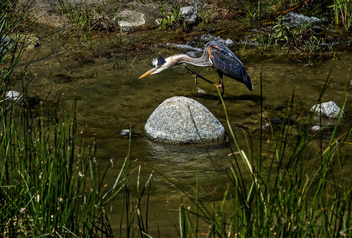 A great blue heron hunts for a meal in the Santa Margarita River.