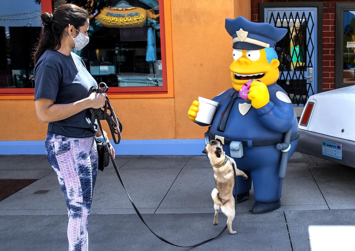 Dibs, a pug and animal actor at Universal Studios Hollywood, gets a close up look at a character on display at Springfield.