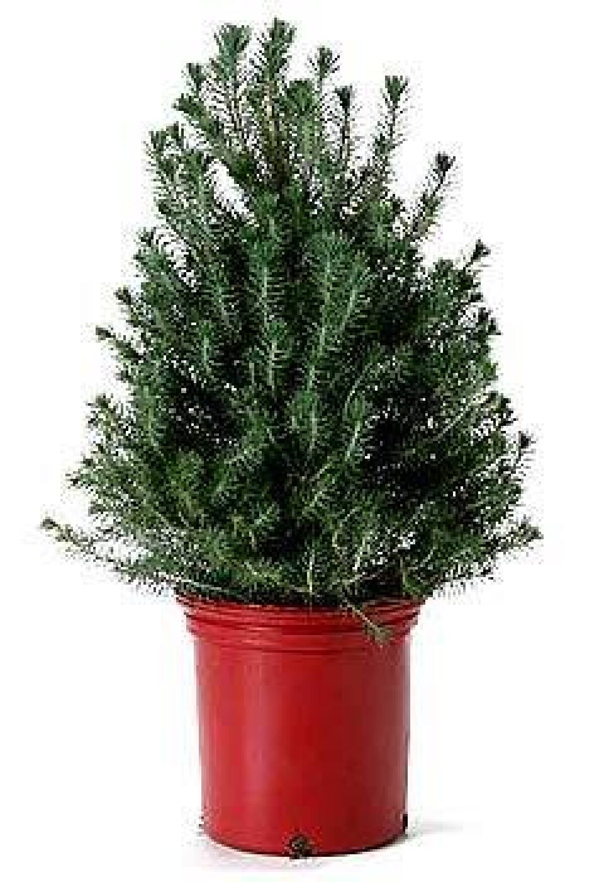 The Italian stone pine can quickly reach 40 to 80 feet.