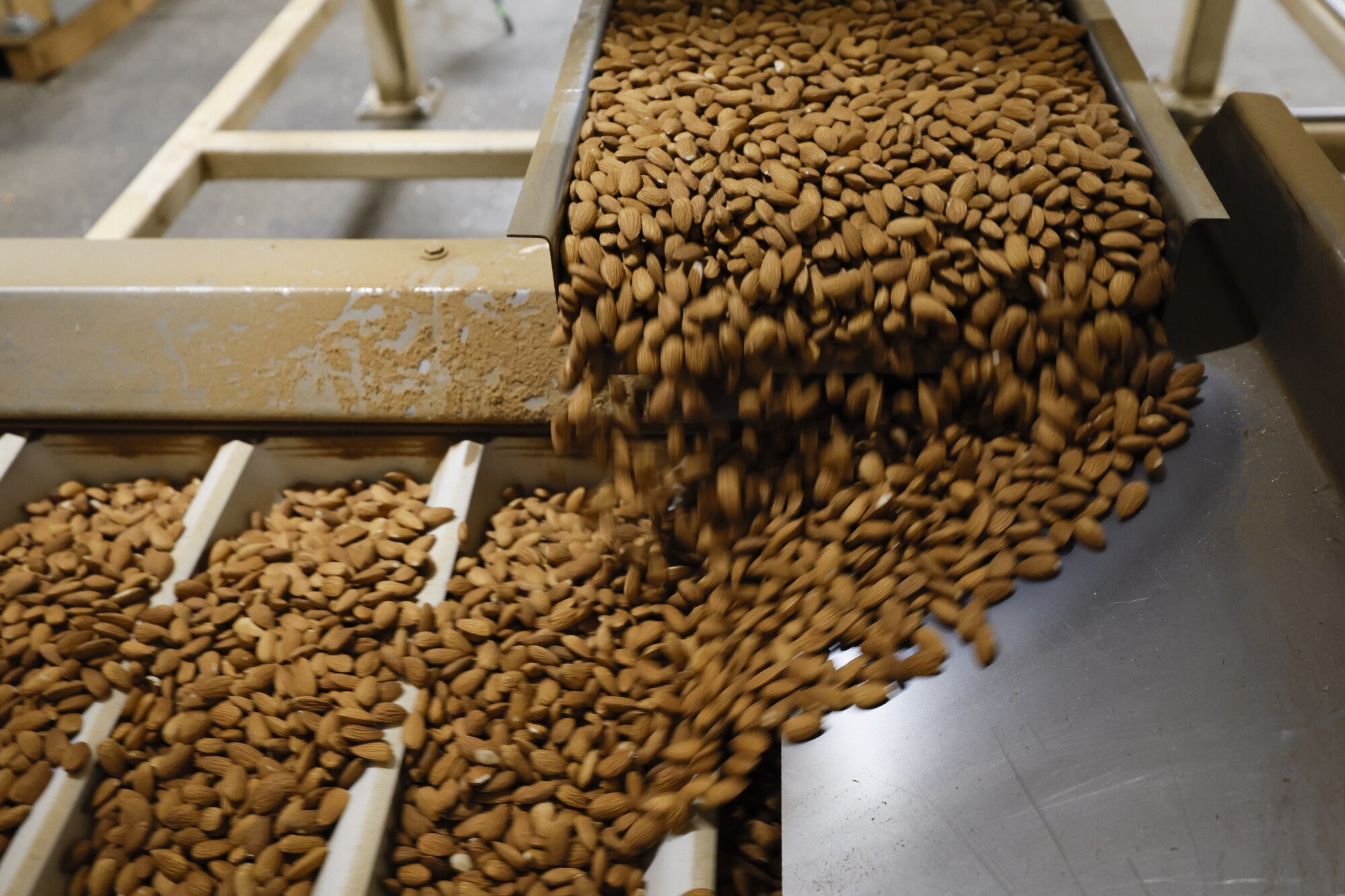 Almonds into a processing machine in Manteca.