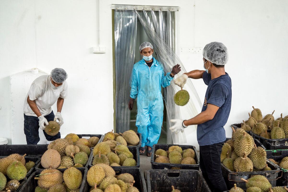 Workers check the quality of durian fruits and prepare them for flash freezing and export. (Suzanne Lee / For The Times)