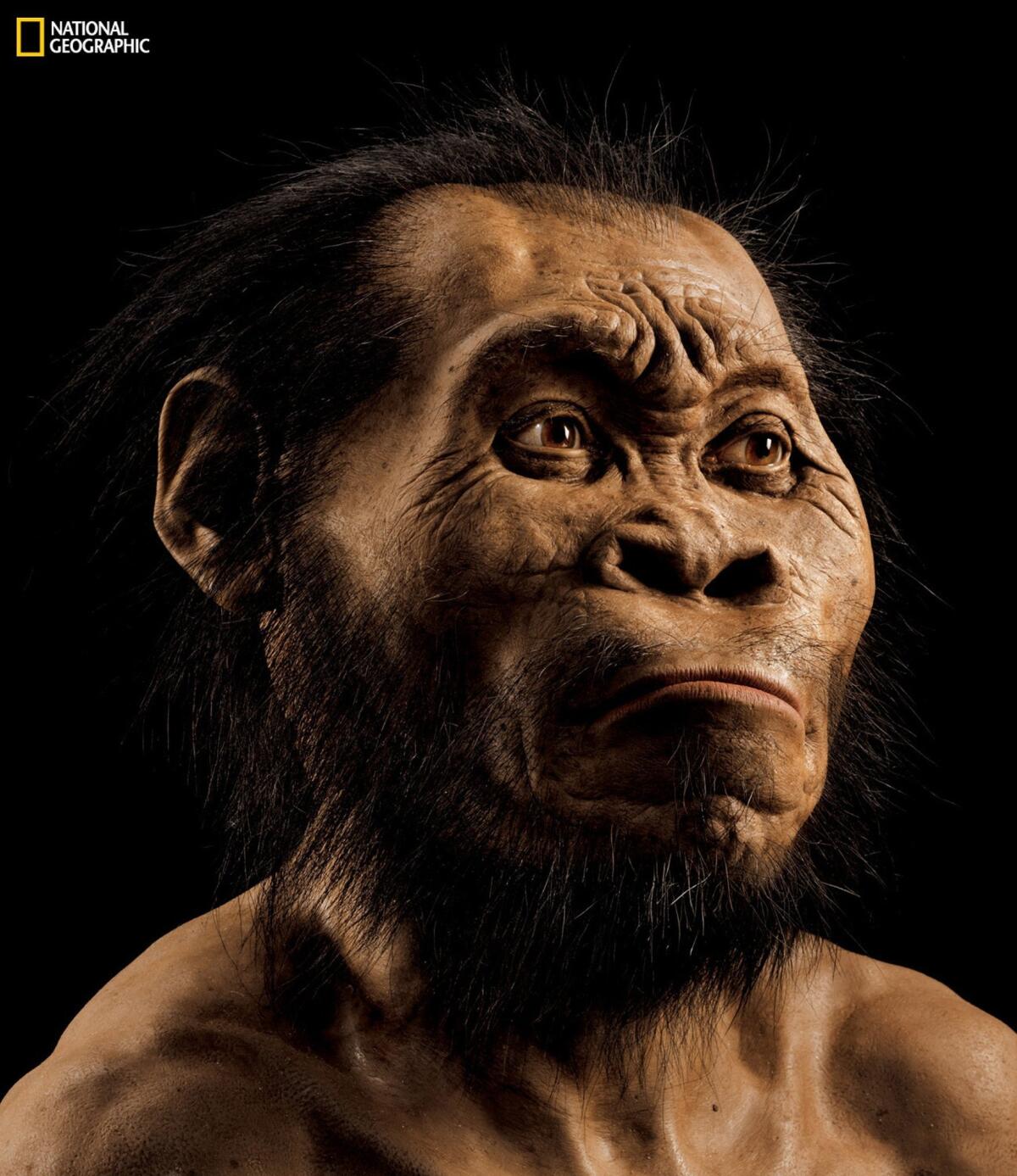 This photo provided by National Geographic from their October 2015 issue shows a reconstruction of Homo naledi's face by paleoartist John Gurche at his studio in Trumansburg, N.Y. Scientists say fossils found deep in a South African cave revealed the new member of the human family tree.
