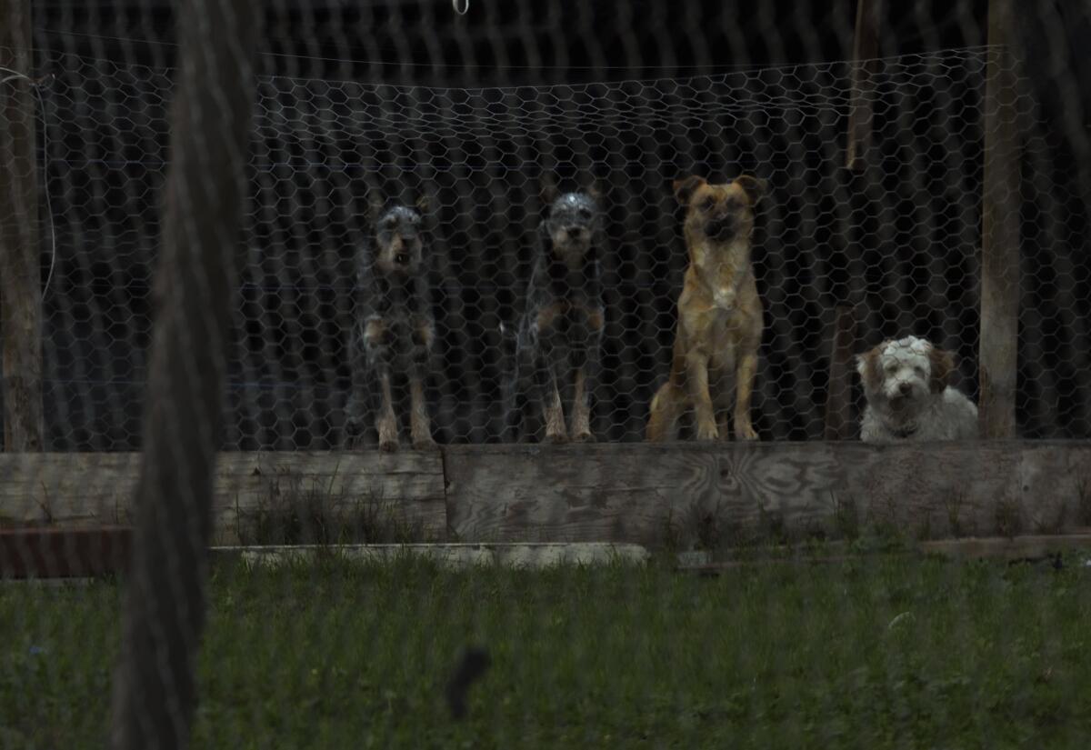 Four dogs sit behind a fence.